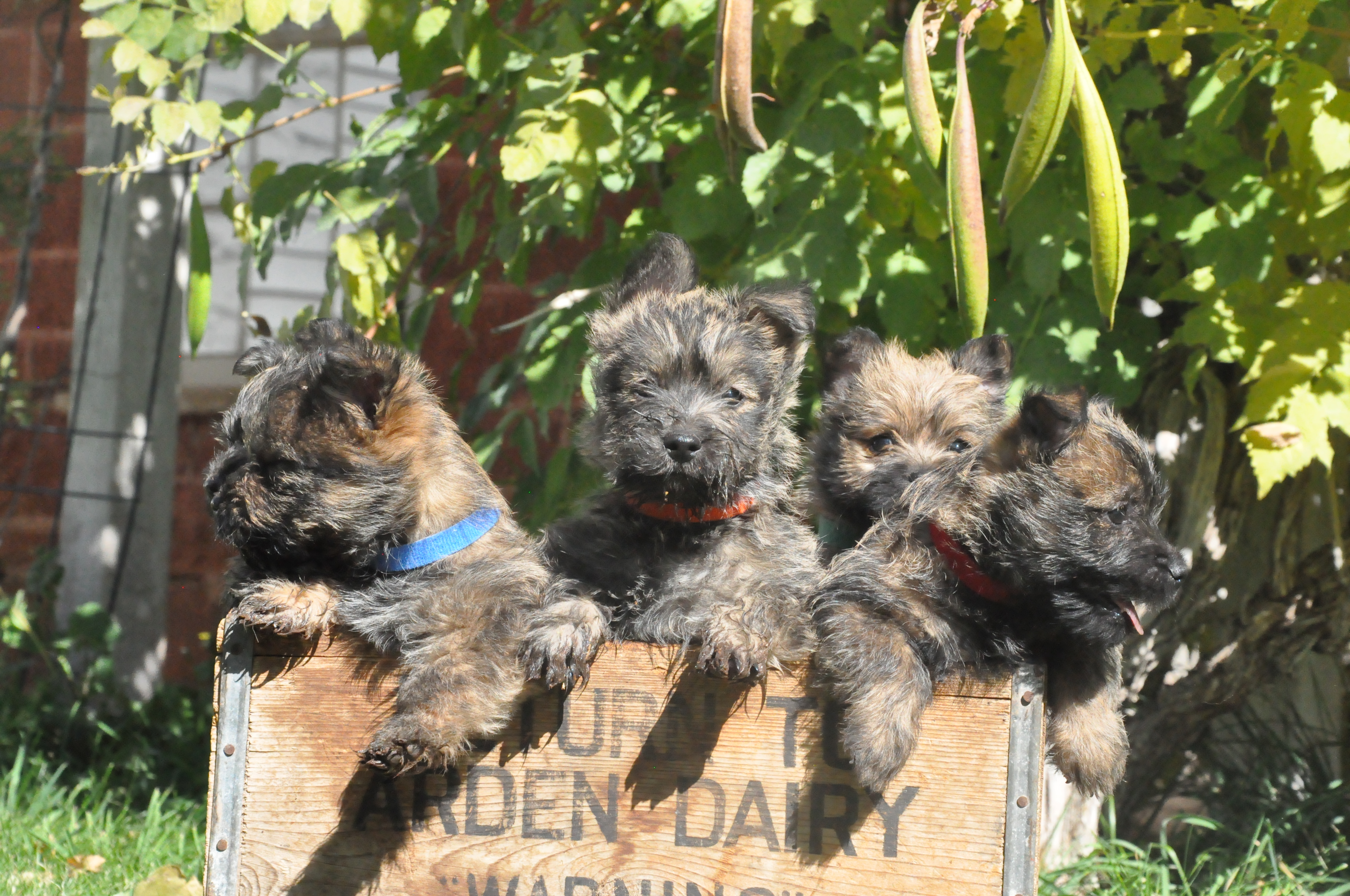 Sandstone Cairn Terriers